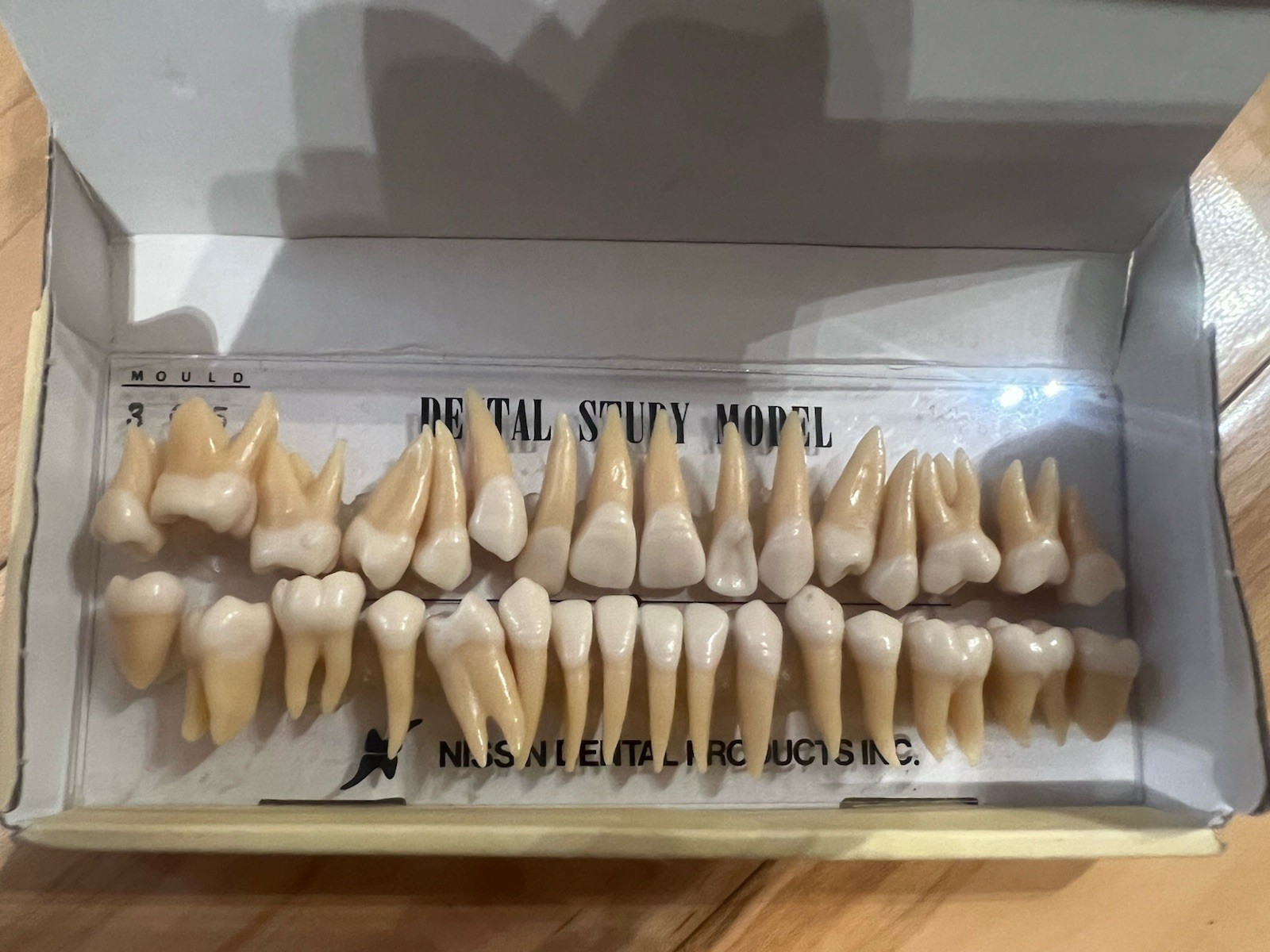 Kilgore Typodont Teeth Set B4-309B(20S) for Dentistry & Dental Laboratory