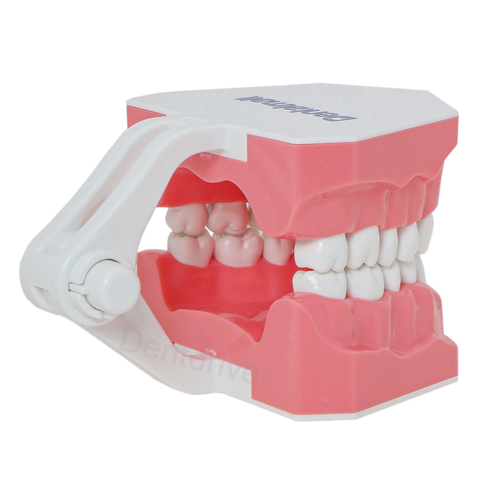 US 1:1 Typodont Teeth Model M7010-1 for Brushing Flossing Practice Teaching