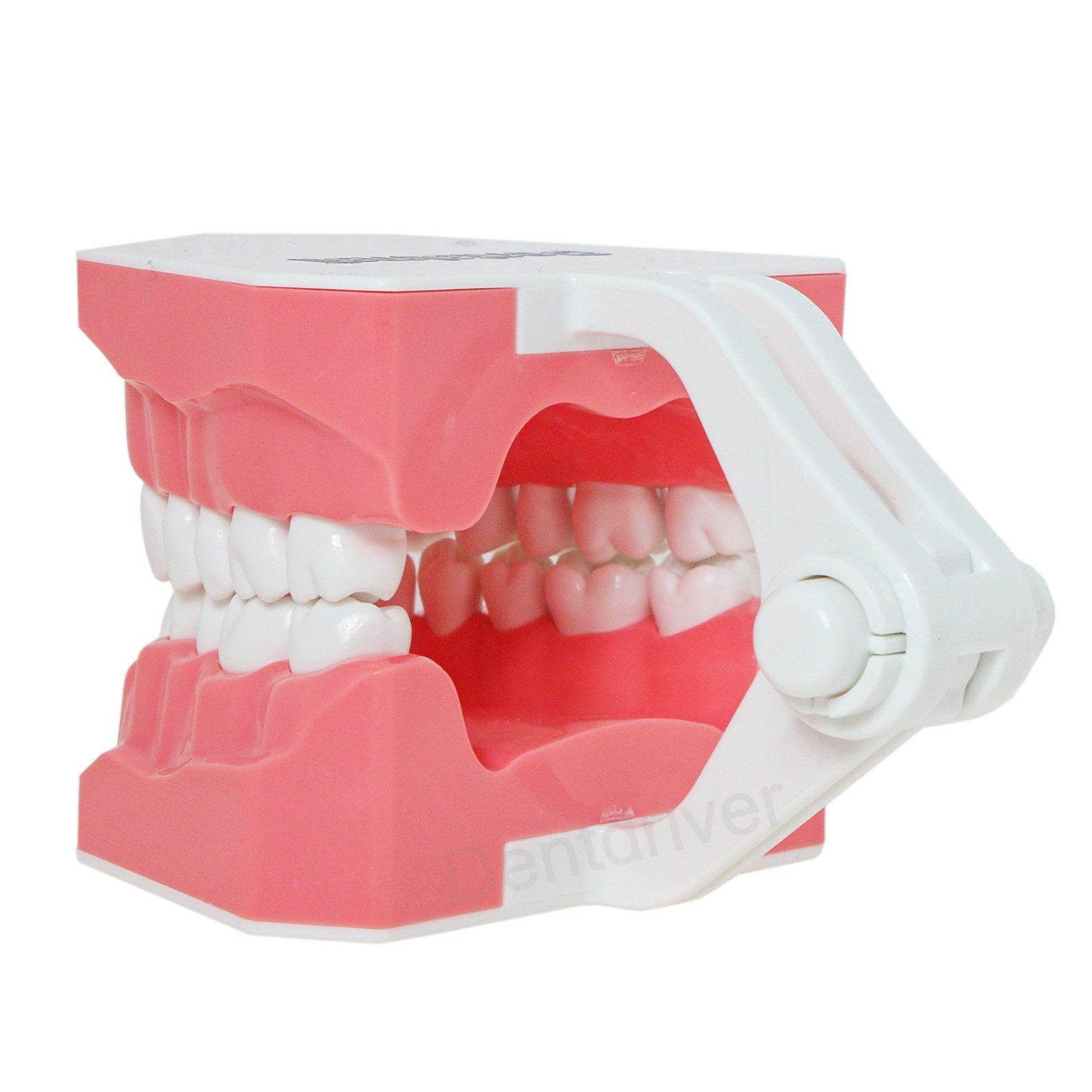 US 1:1 Typodont Teeth Model M7010-1 for Brushing Flossing Practice Teaching