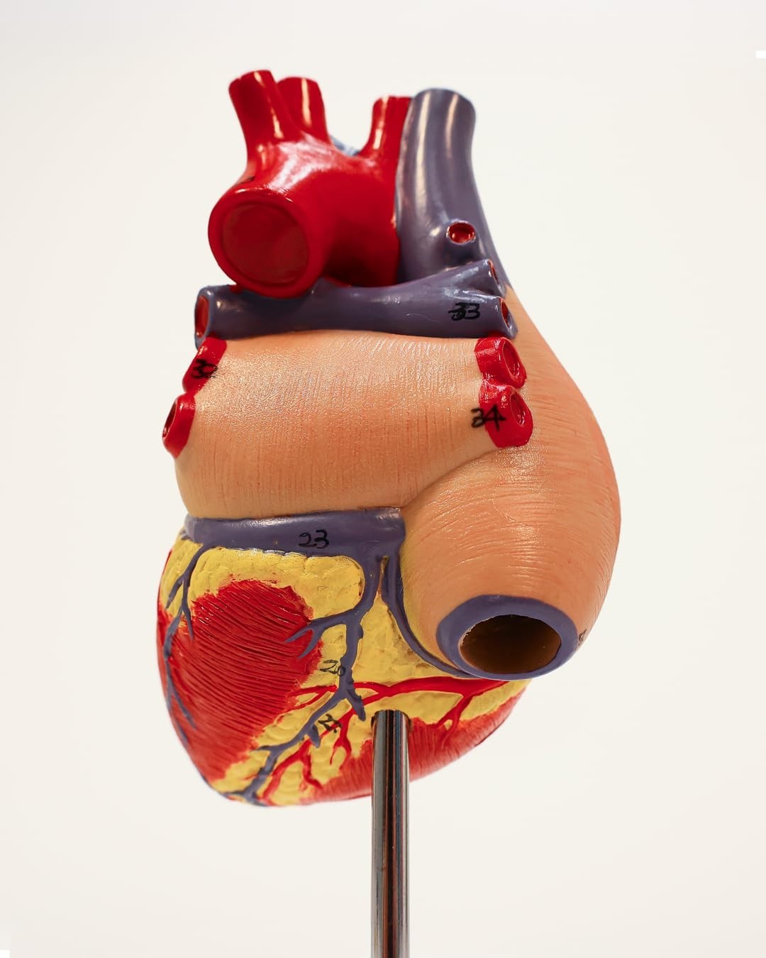 Professional Medical Heart Model with Study Guide