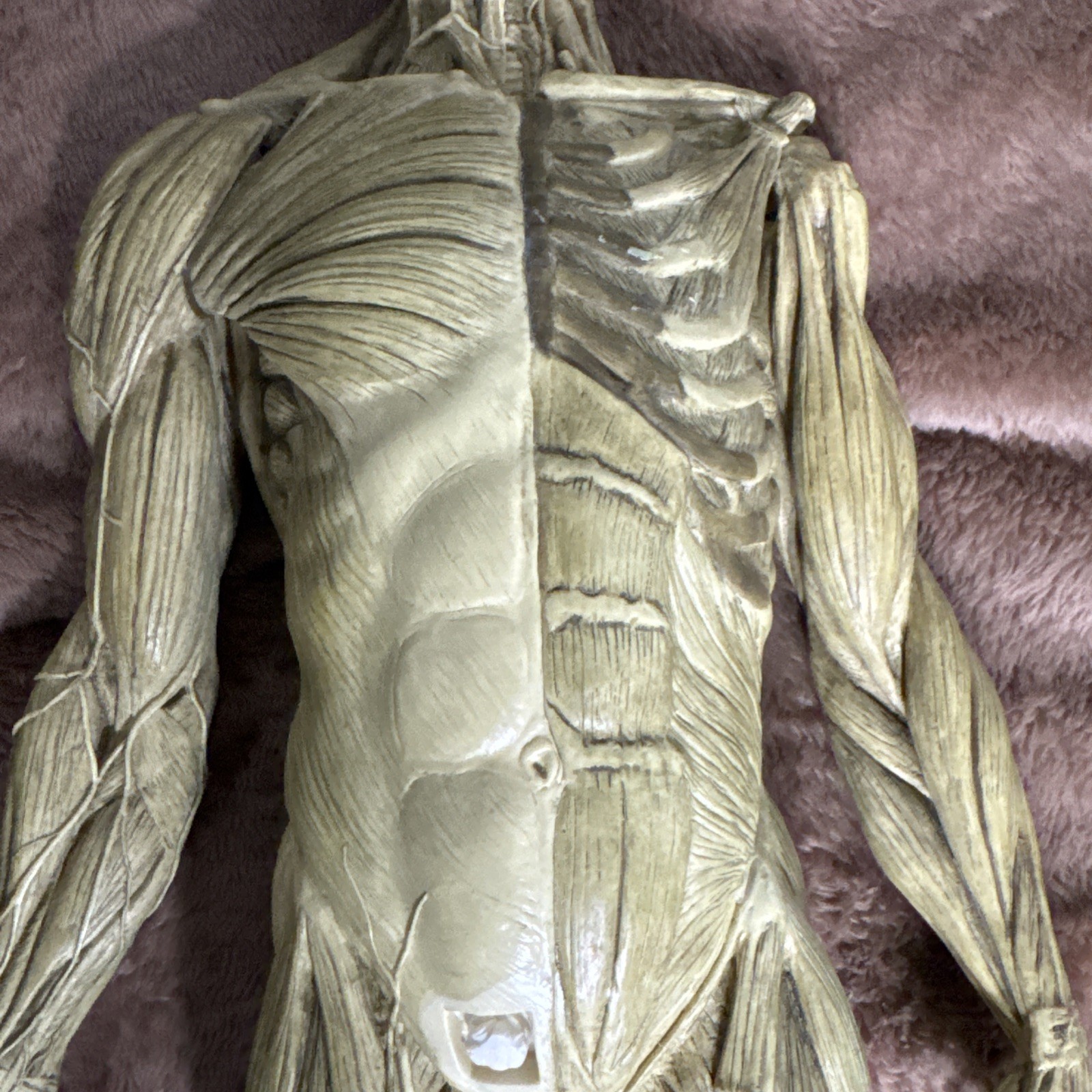 Andrew Cawrse Ver. 1 Human Anatomy Male Original Sculpted & Painted 161 of 2000