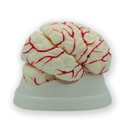 3D Human Brain Model (Made In India)