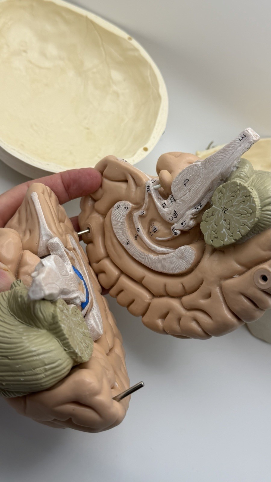 Human Skull with Brain, 11 Piece Life-Size Anatomical Model, Medical Curiosities