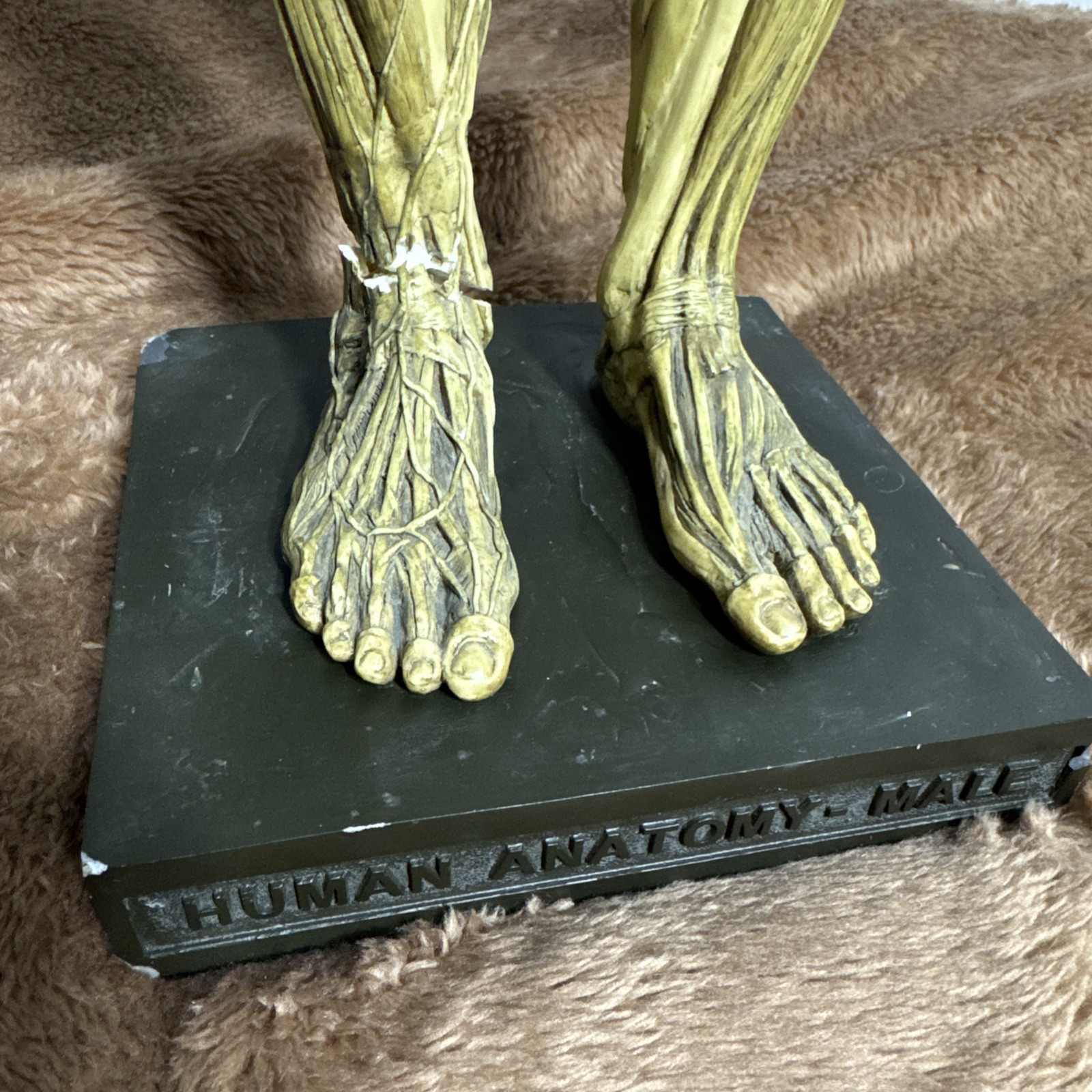 Andrew Cawrse Ver. 1 Human Anatomy Male Original Sculpted & Painted 161 of 2000