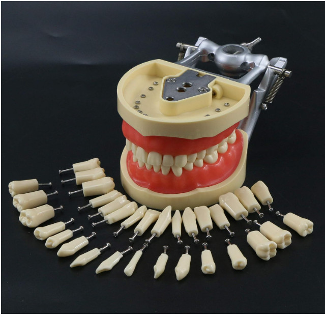 Dental Typodont Model Compatible with Kilgore Nissin 32 Removable Teeth and Simu