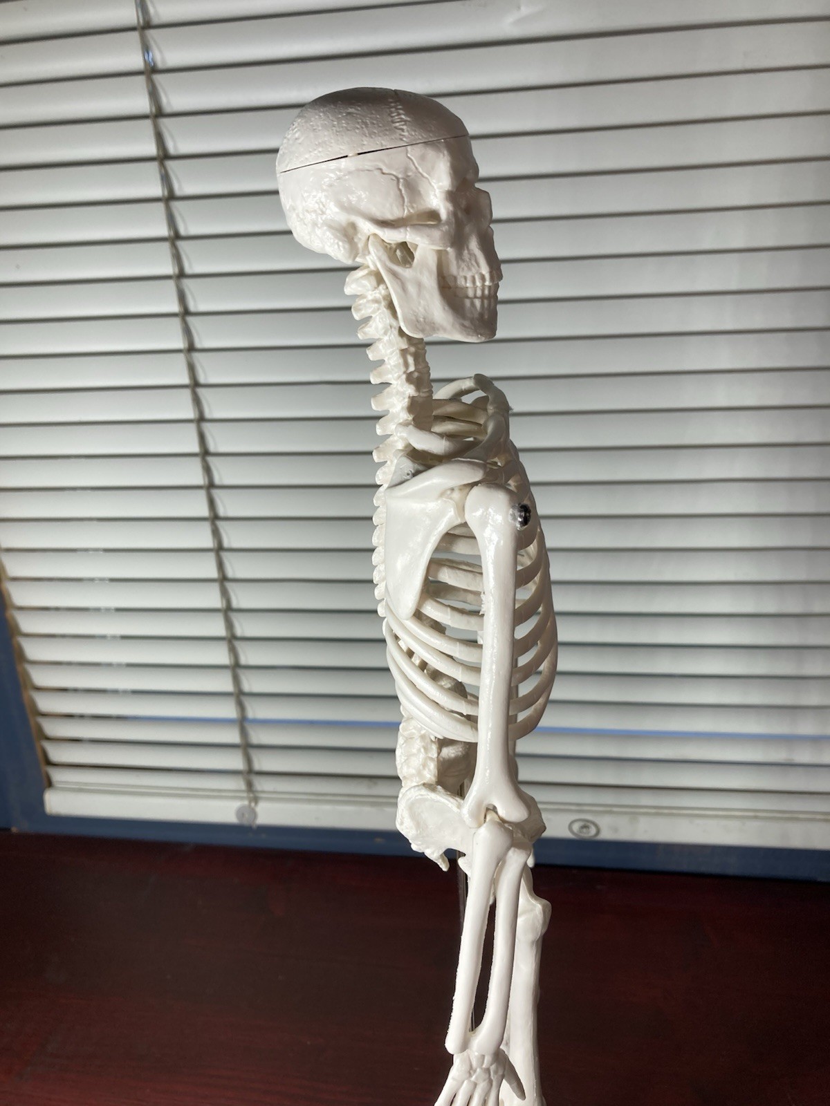Human Anatomy Model Skeleton Medical Educational Learning Aid with Stand