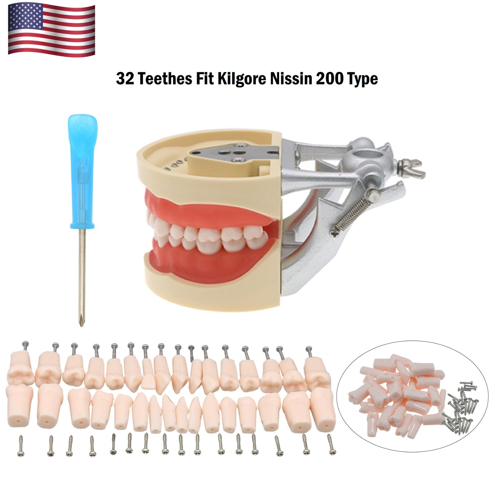 Kilgore Nissin 200 Type Dental Typodont 32Pcs Teeth Model Screw-in Replacement