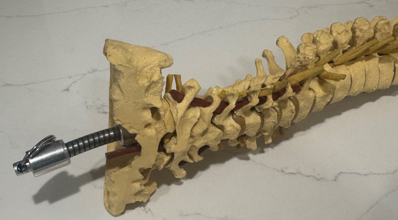 ANNATOMICAL ANATOMY 24″ HUMAN VERTEBRAL COLUMN SPINE WITH SACRUM MODEL