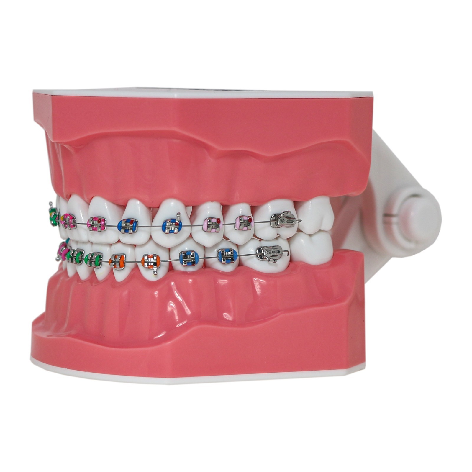 US M7010-2 Dental Typodont 1:1 Teeth Brushing Model With Orthodontic Bracket
