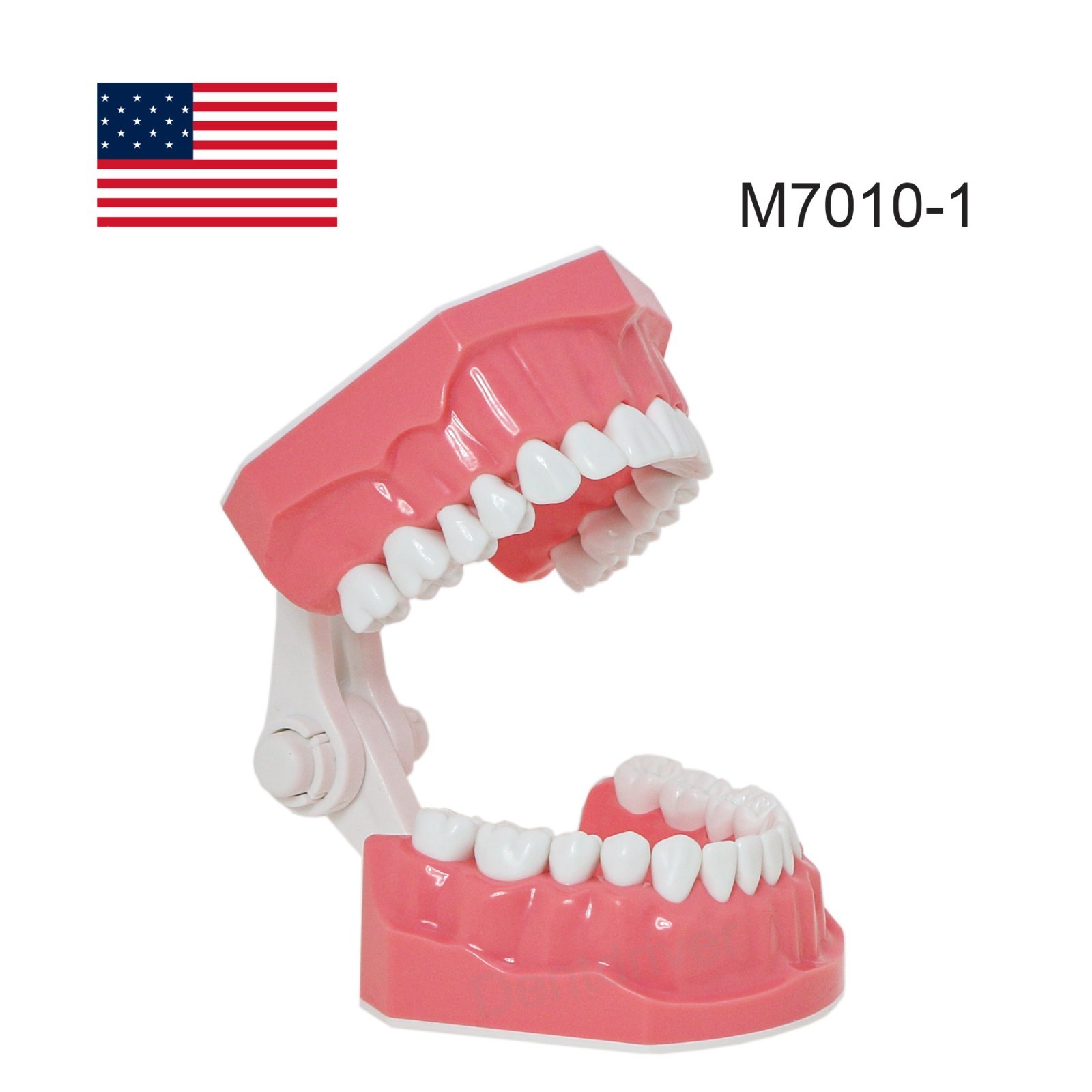 US M7010 Series Typodont M7010-1 Hygiene/M7010-2 Orthodontic Bracket Teeth Model