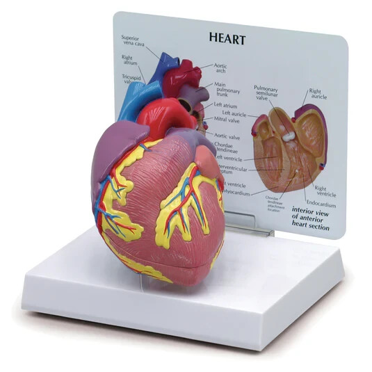 Nasco Model Heart with Card, Teaching Tool, SKU: SB32595