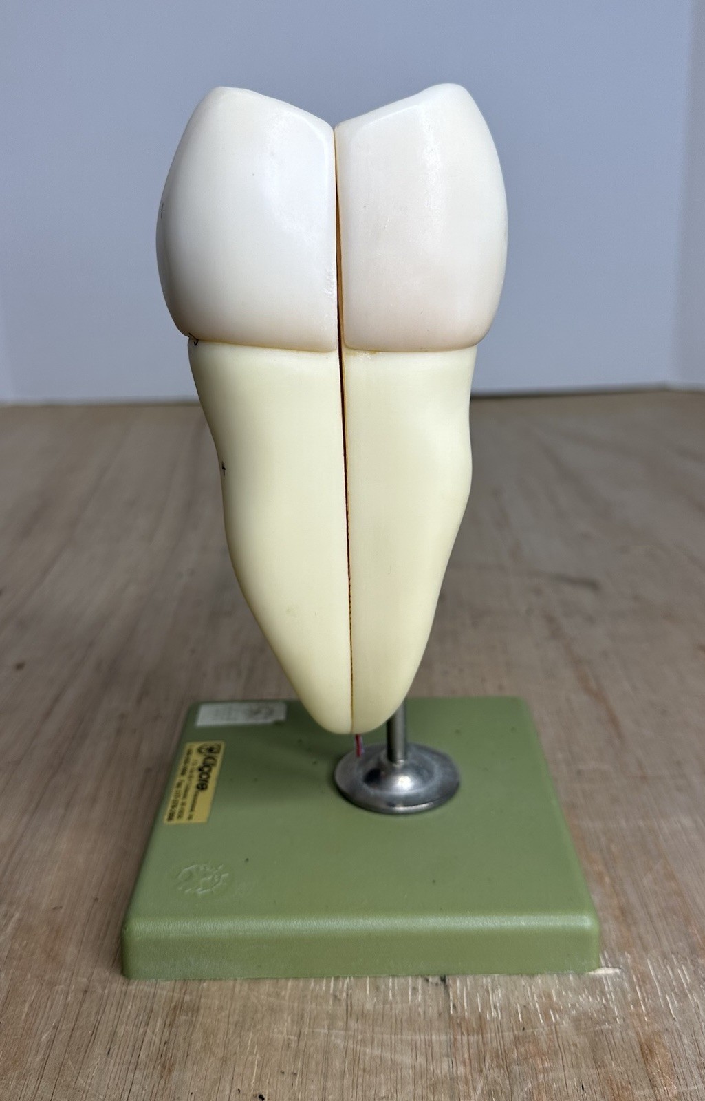 VTG SOSMO TOOTH ANATOMICAL MODEL DISPLAY DENTAL DENTISTRY EDUCTATIONAL GERMANY