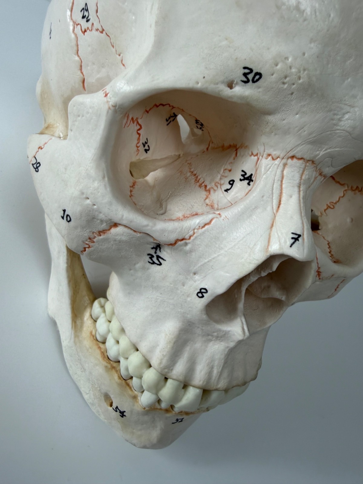 Walter Products Inc. B10221 Numbered Human Skull 3-Parts