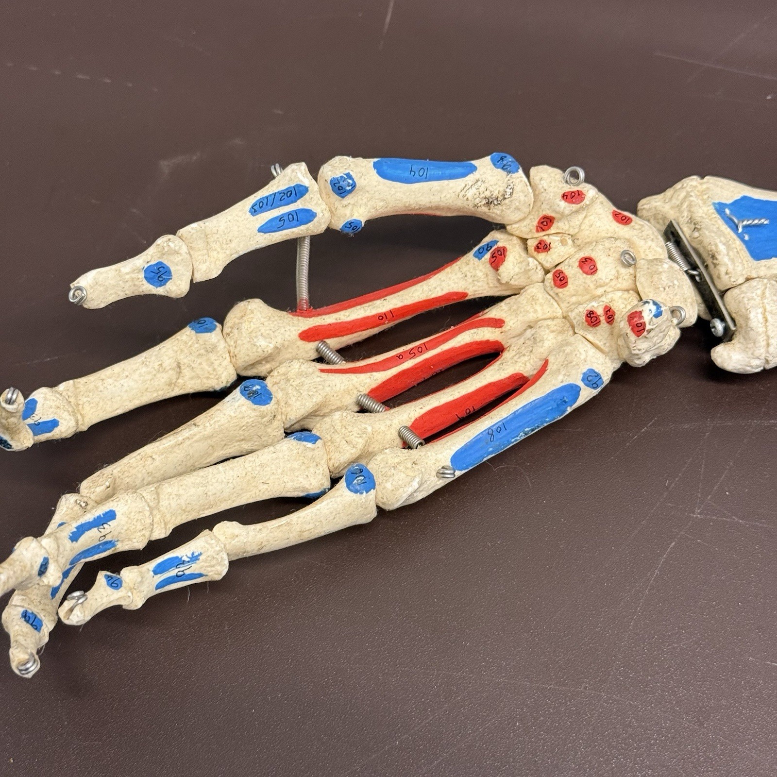 Human Arm Anatomical Skeleton Model Hand Bones Tendons Painted