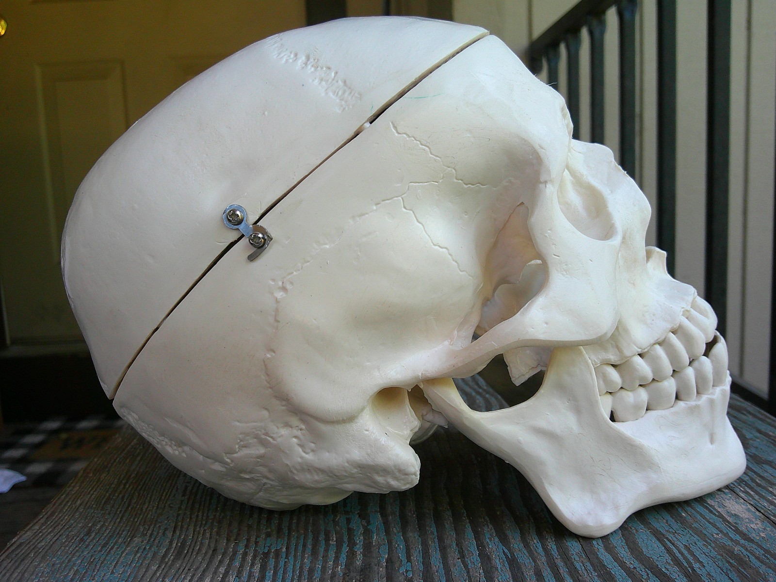 Medical Anatomical Human Skull Model Life Size Replica Adult Human Head