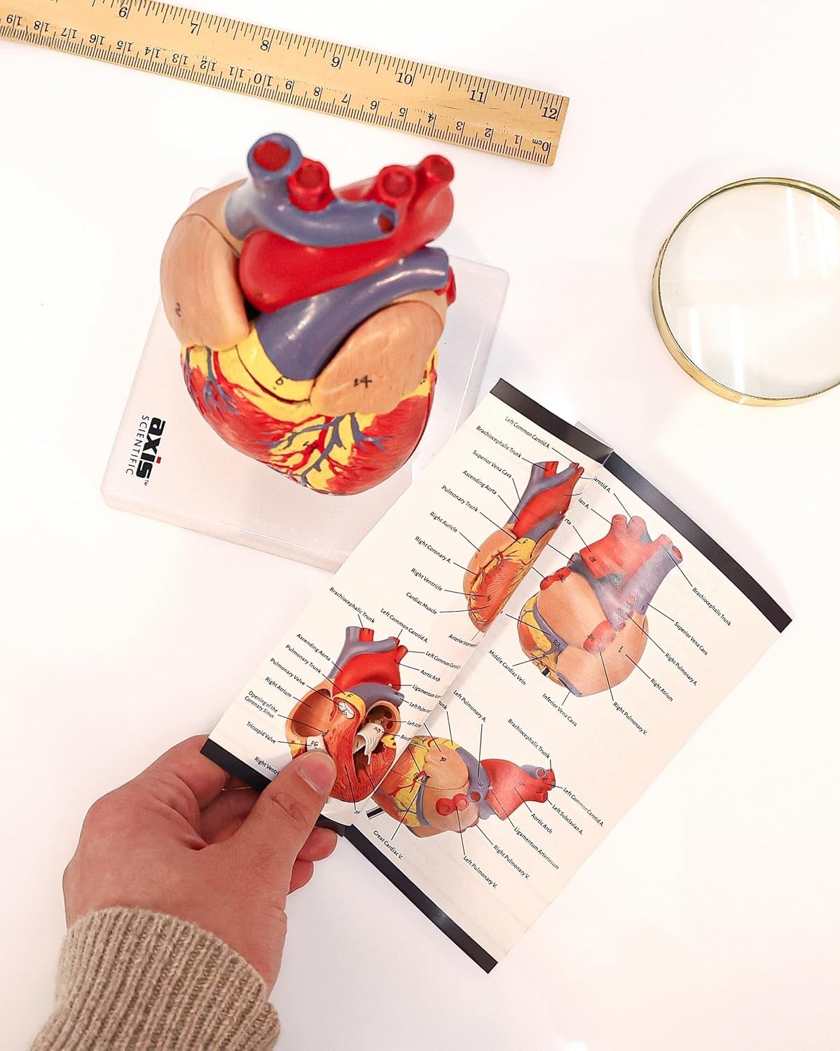 Professional Medical Heart Model with Study Guide