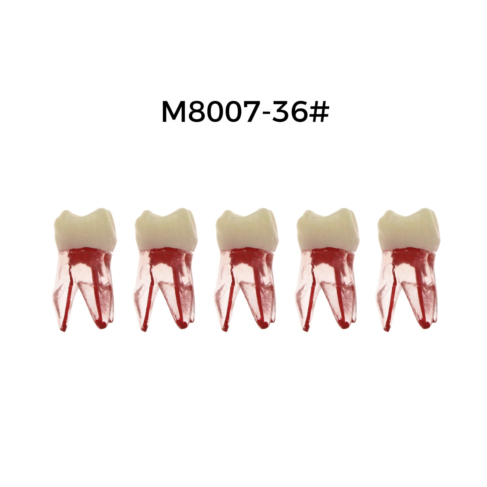 5Pcs Dental Endodontic Root Canal RCT Practice Pulp Cavity Endo Teeth Tooth 8007