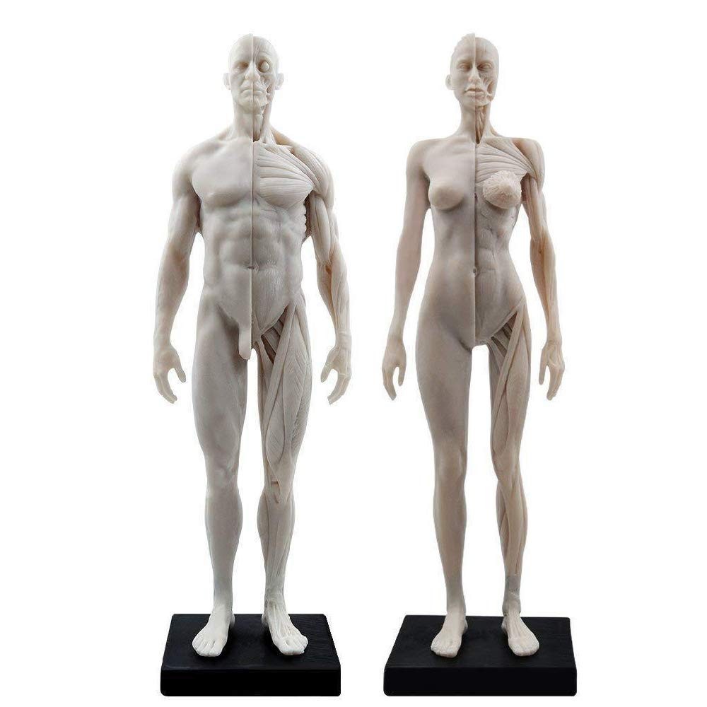 Human Anatomical Model Art Mannequin Musculoskeletal Structure Male+Female US