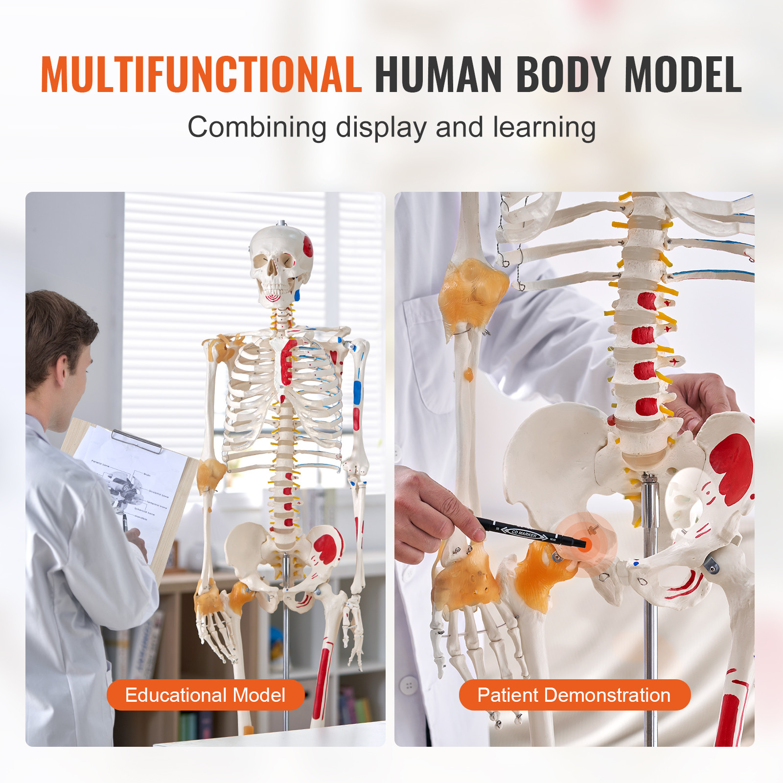 VEVOR Human Skeleton Model Anatomical Skeleton Life Size with Muscle Points
