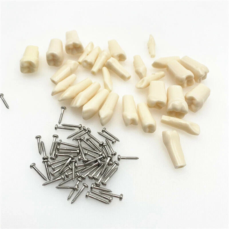Dental Typodont Teeth Replacement Set of 28 Teeth Kilgore Nissin 500 Fit Screws