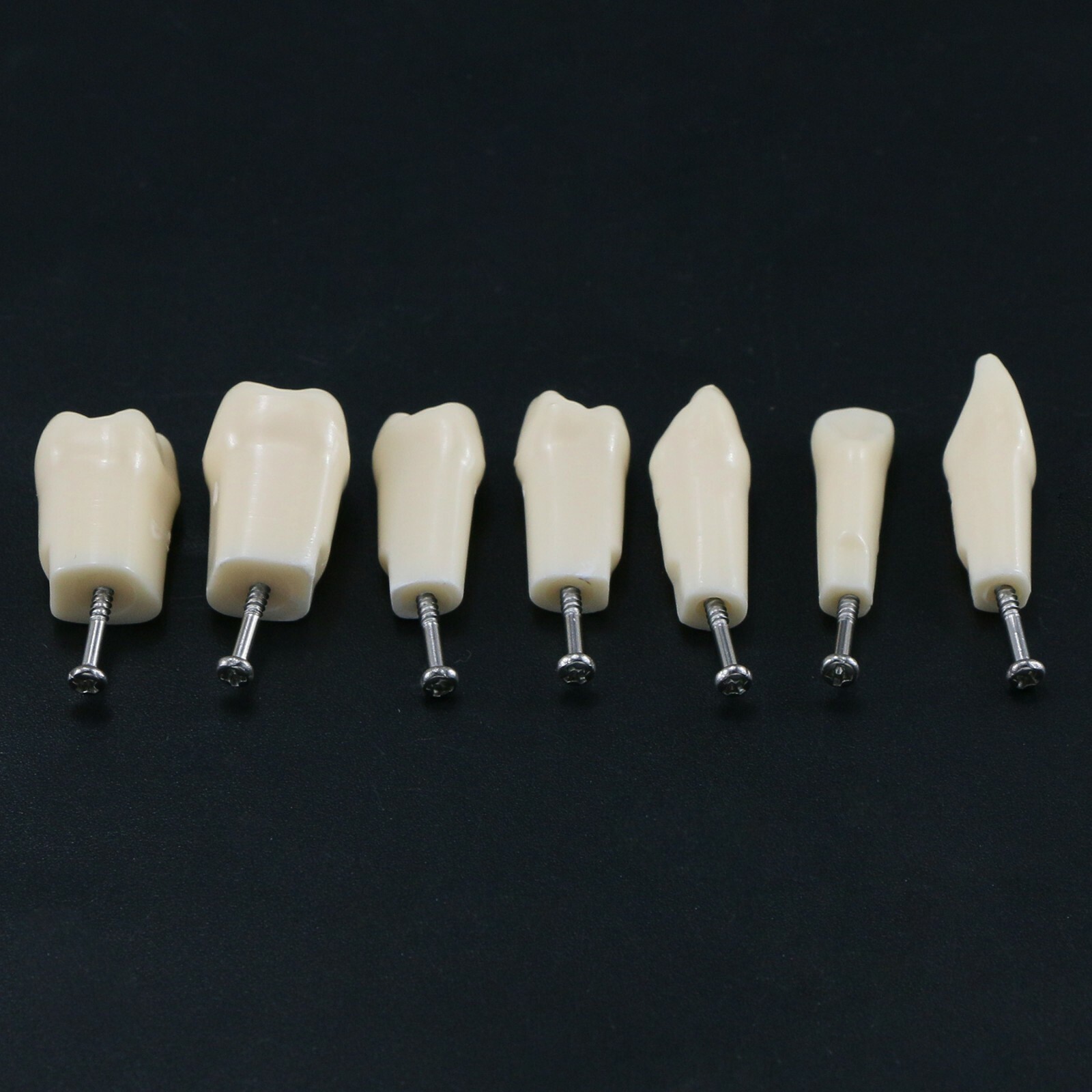 Dental Typodont Replacement Screw-in Teeth Model fit Kilgore NISSIN 200/500 Type