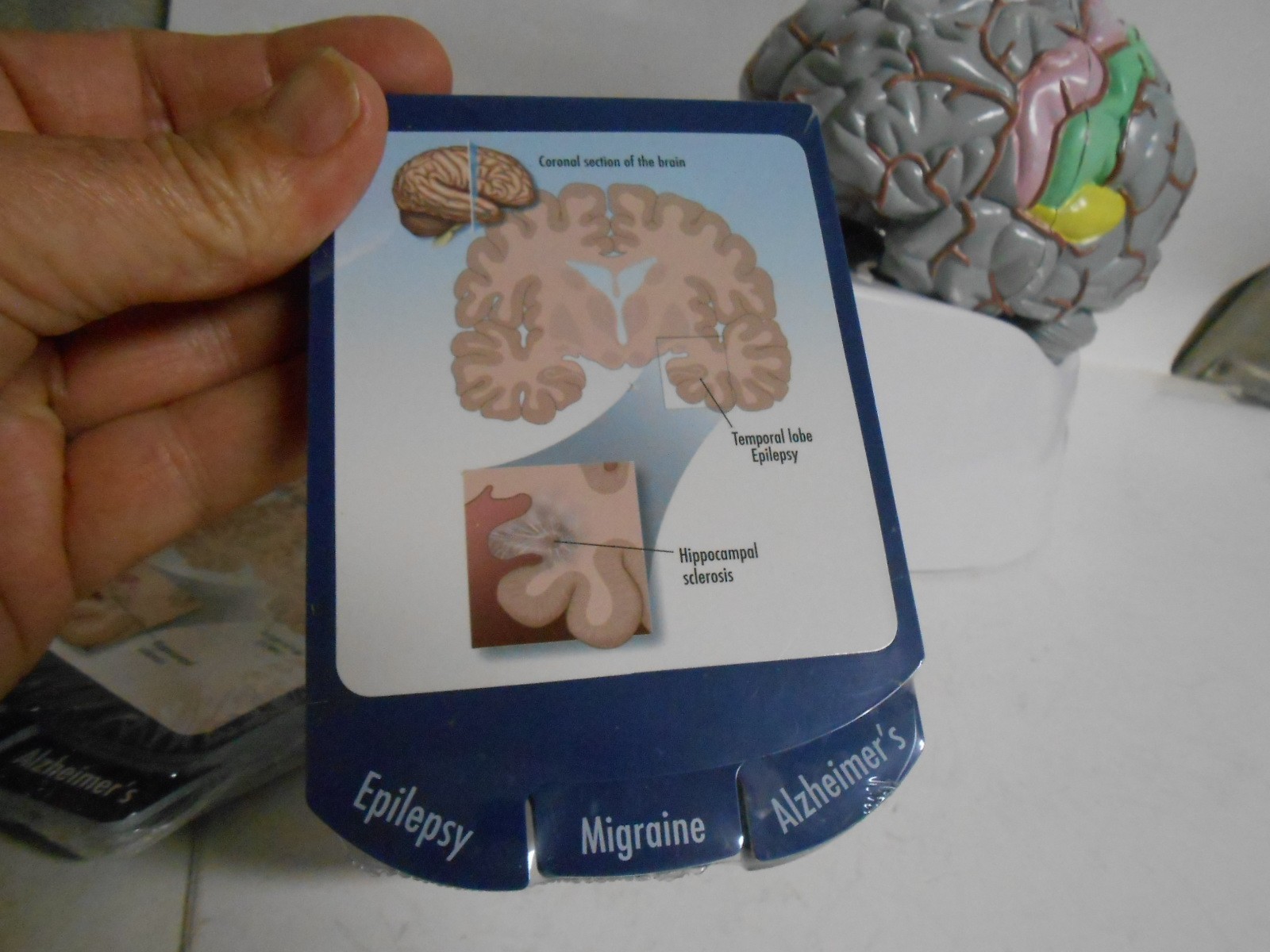 Human Brain Model Medical Doctor Office Display Teaching Education Study Science