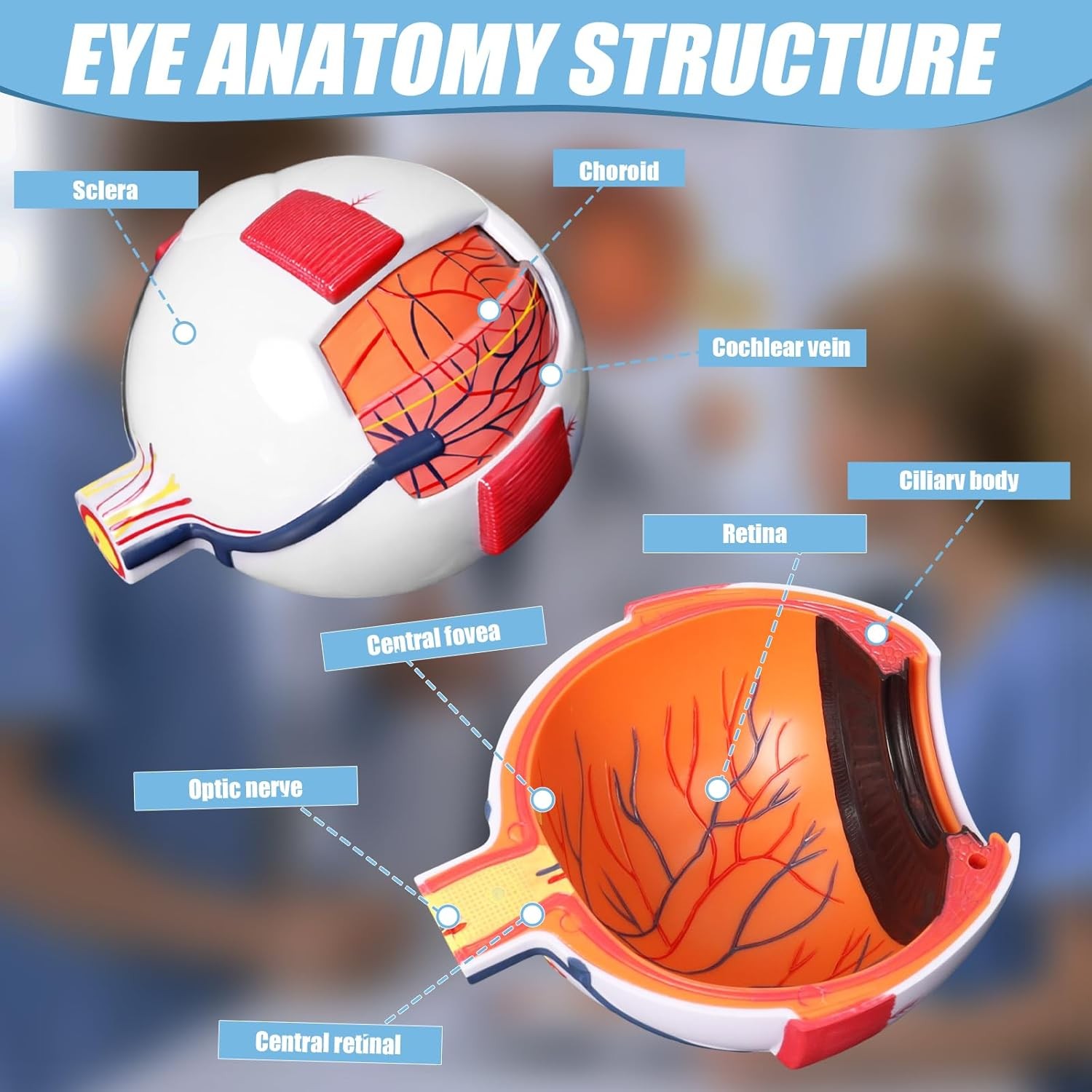 Eye Anatomy Model, 6X Enlarged Eyeball Model, Human Eye Anatomical Model for Sci