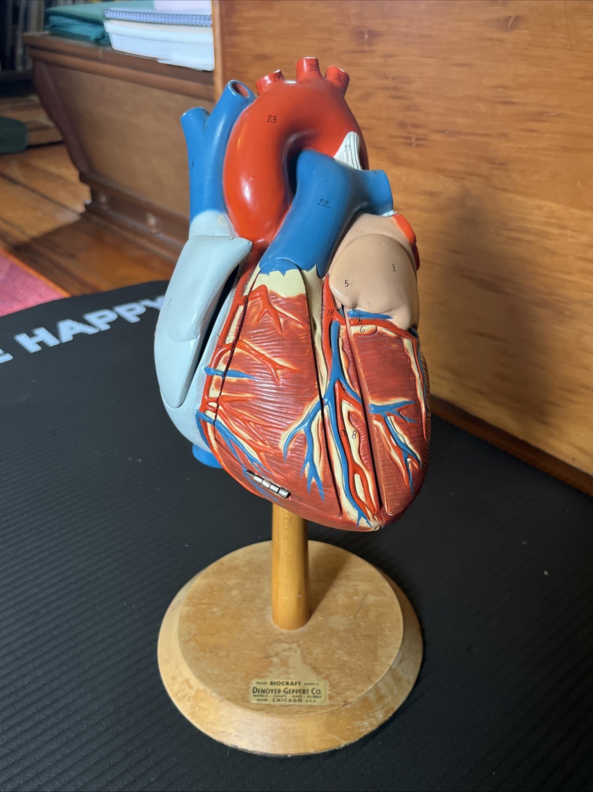 Vintage 14″ Heart Model – Biocraft Denoyer-Geppert – 3 Hinged Compartments READ