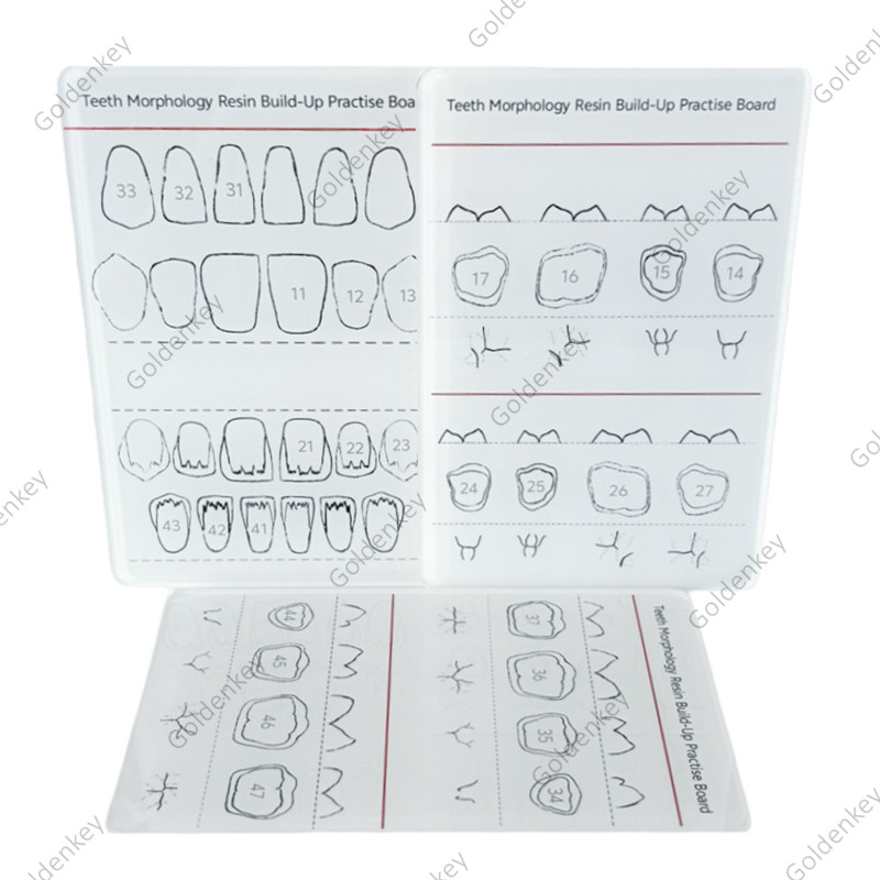 6Pc Dental Composite Resin Filling Model Dentist Build Up Teeth Morphology Board