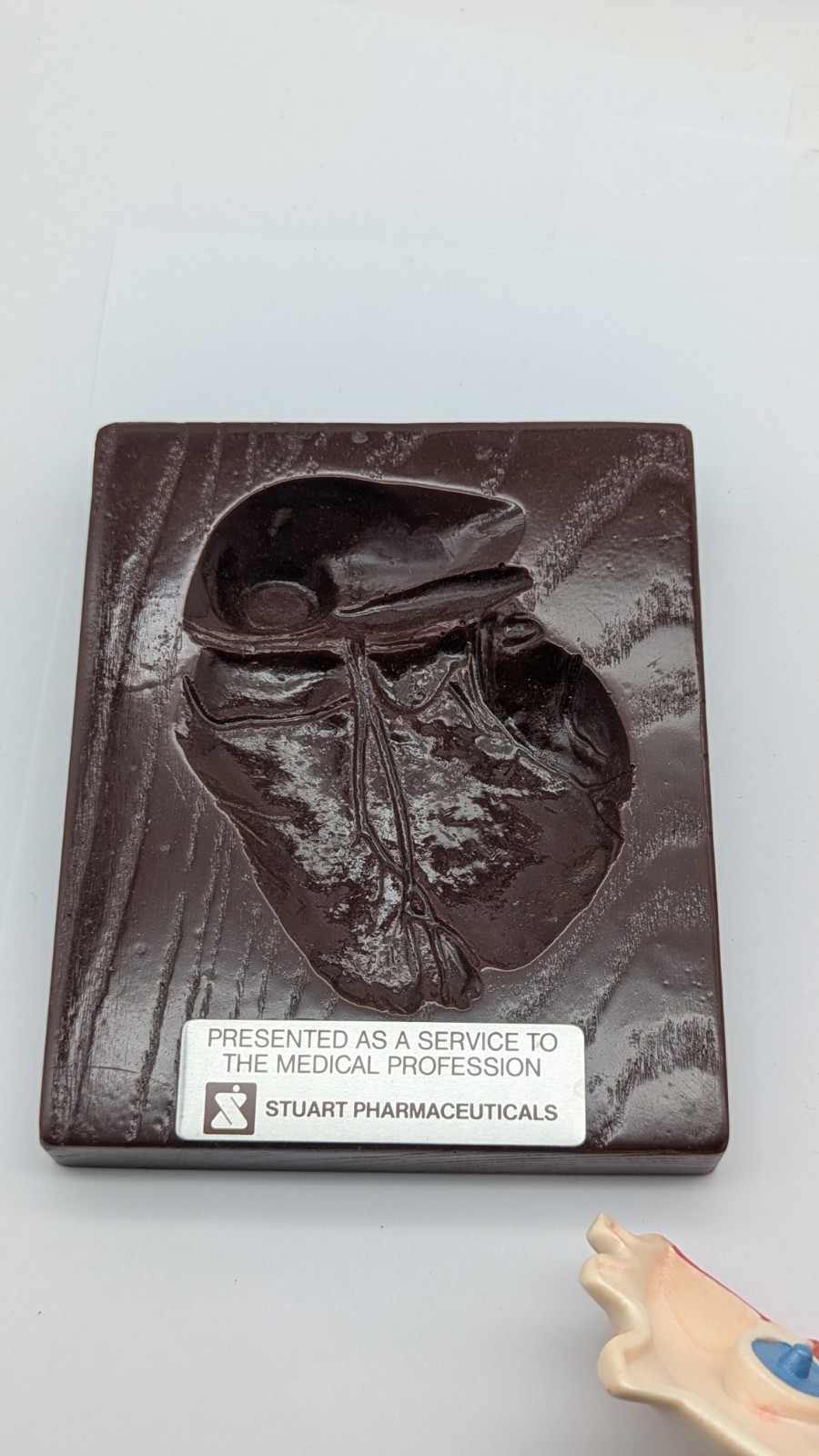 Vintage Human Heart Anatomical Model Stewart Pharmaceutical 1960’s DISPLAY