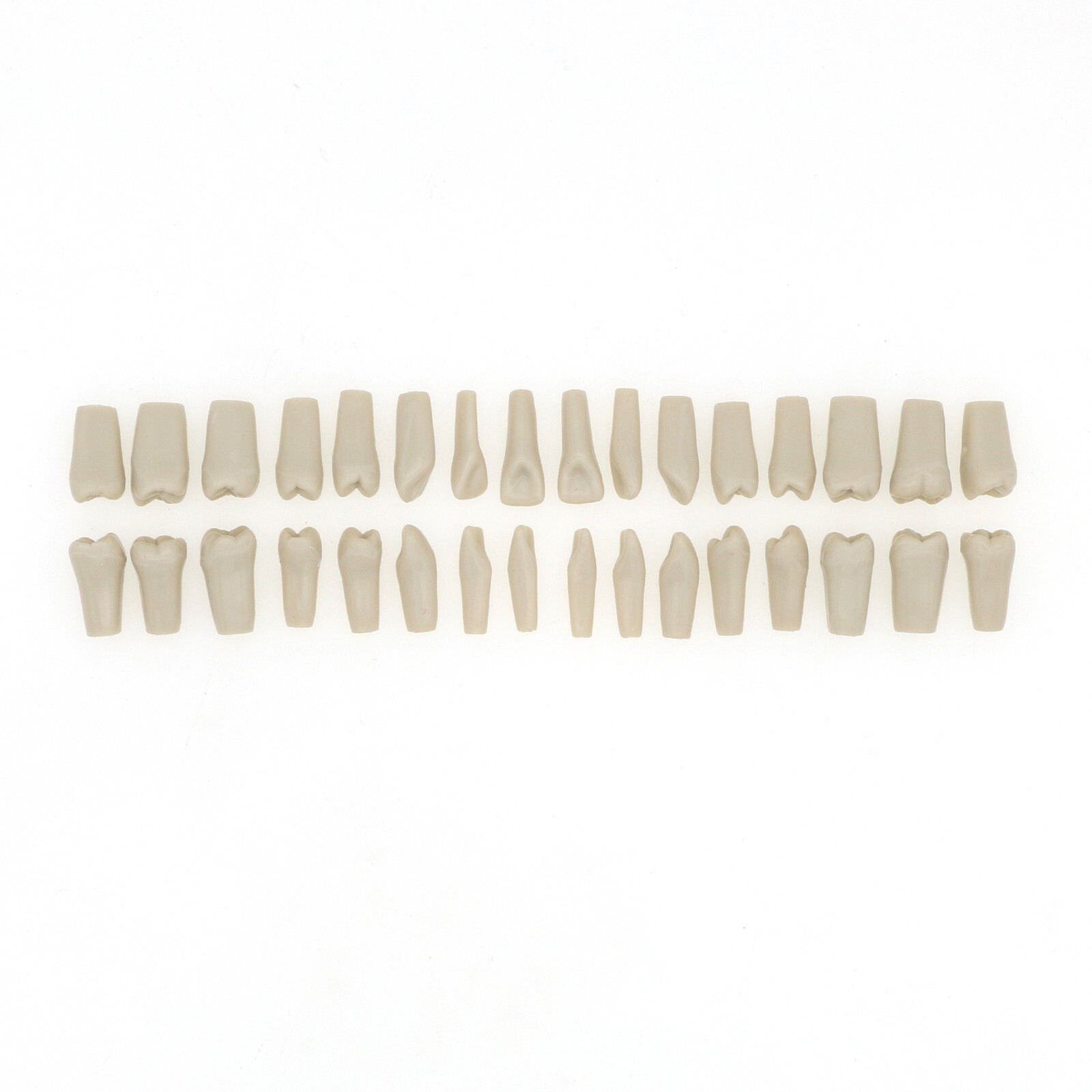 US Dental Columbia Dentoform 860 Type Typodont Model With 32Pcs Removable Teeth
