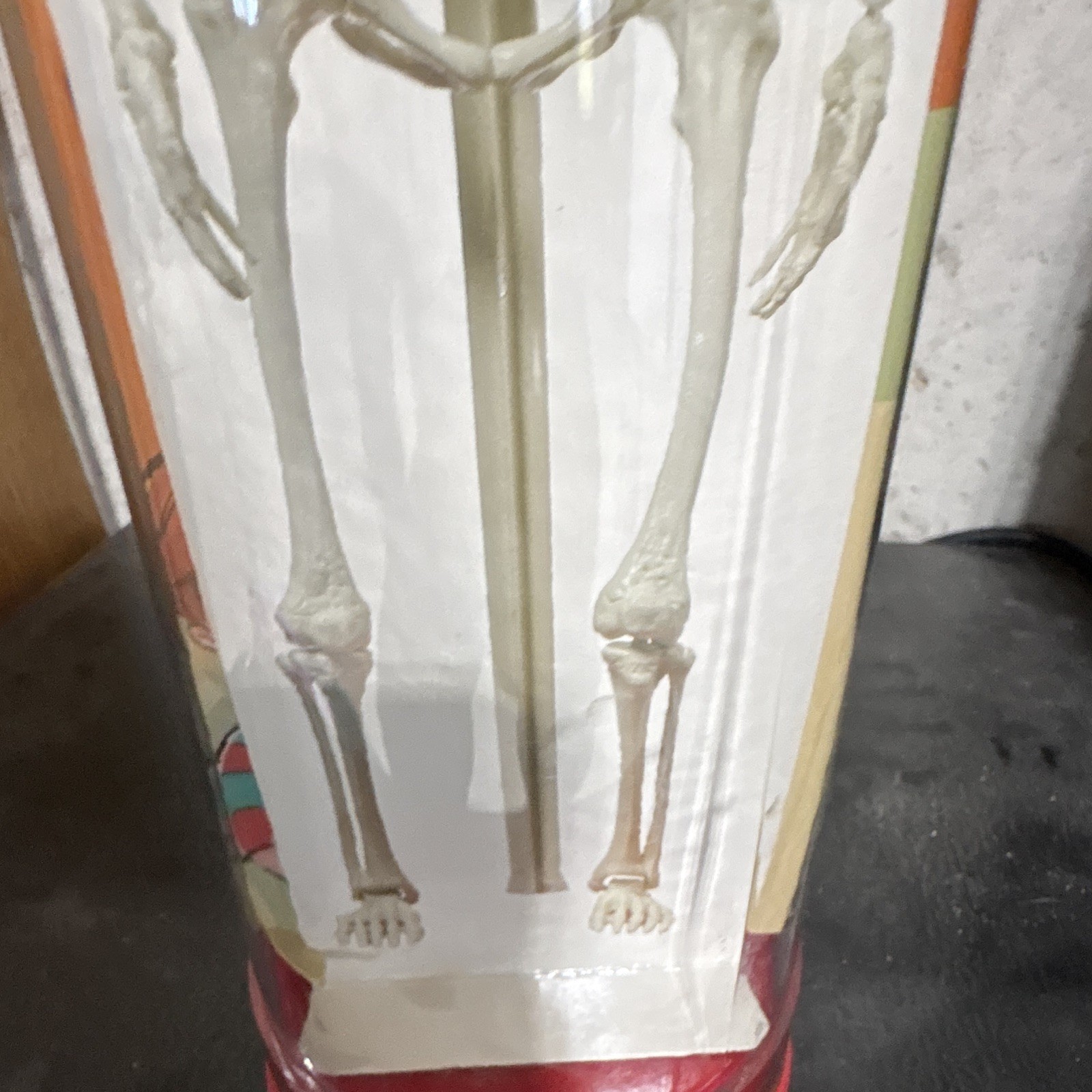 Human Skeleton Model Anatomical Figure w/ Clear Dome Display Case, Education
