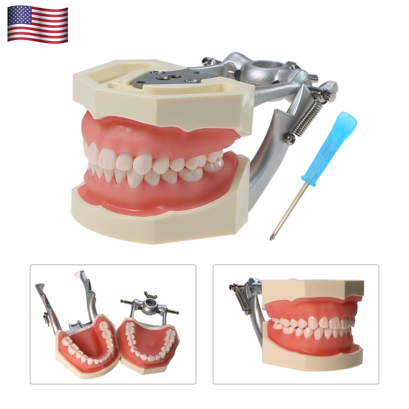 US Dental Typodont Teeth Models fit Kilgore NISSIN 200/500 Type & Columbia 860