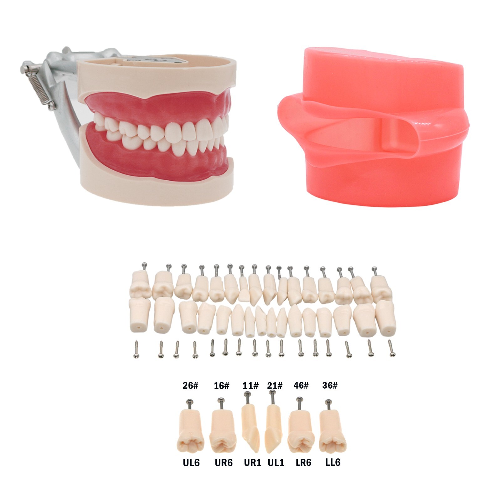 Dental Typodont Model With 32Pcs Screw-in Teeth fit Kilgore NISSIN 200Type Model