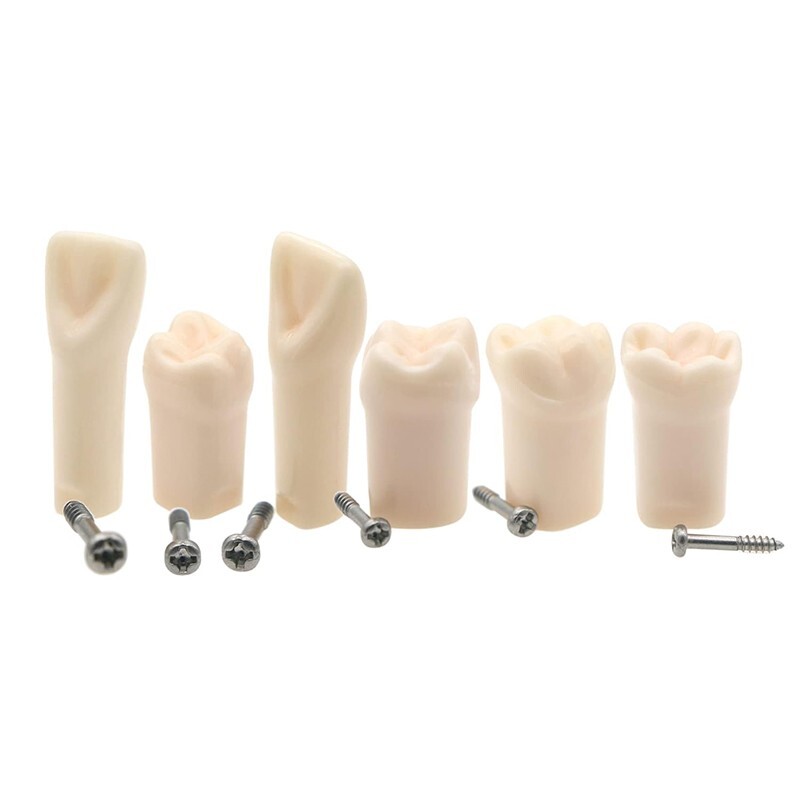 Dental Typodont Replacement Screw-in Teeth Model Resin Teeth for Teaching Study