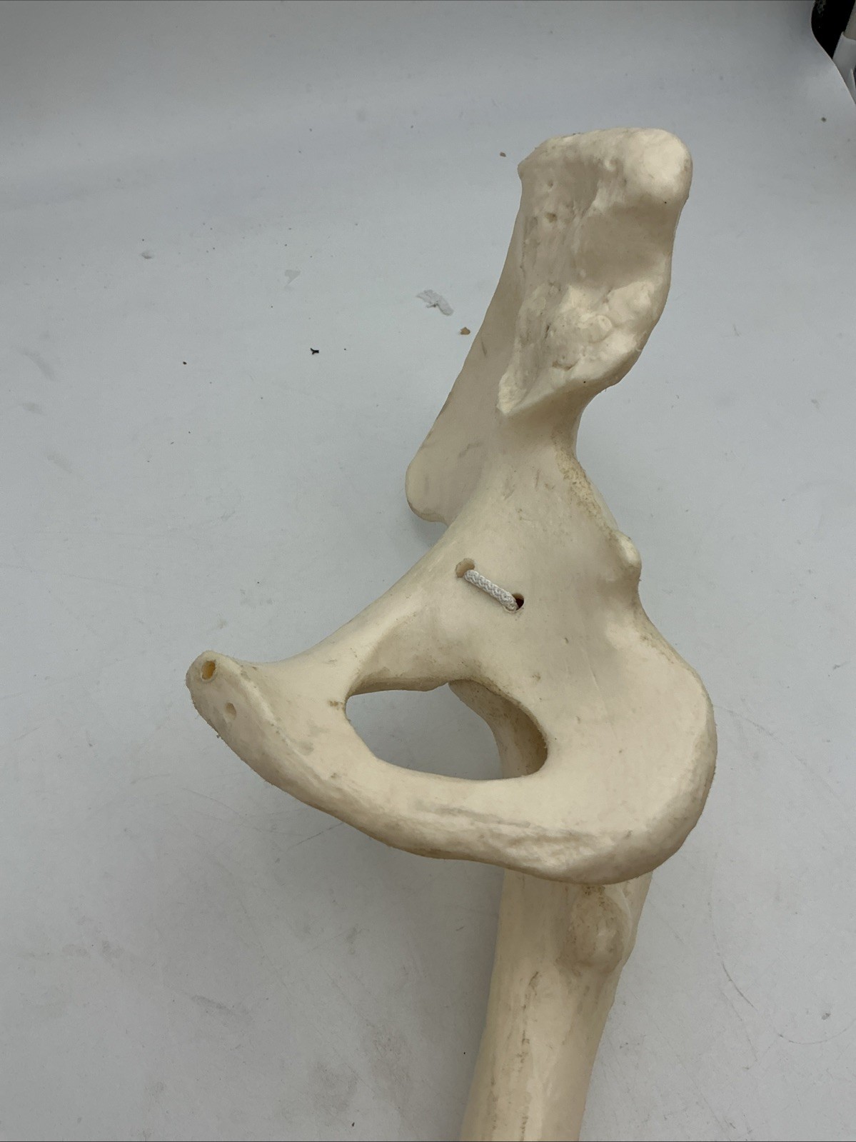 3B Scientific Leg Skeleton with Pelvic Bone Physiological Phil A15/3 Replacement