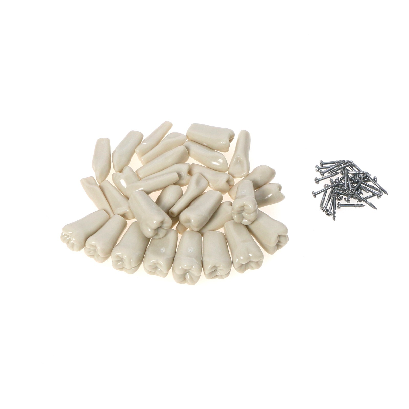 US Columbia 860 Type Dentoform Dental Typodont Model with 32Pcs Removable Teeth