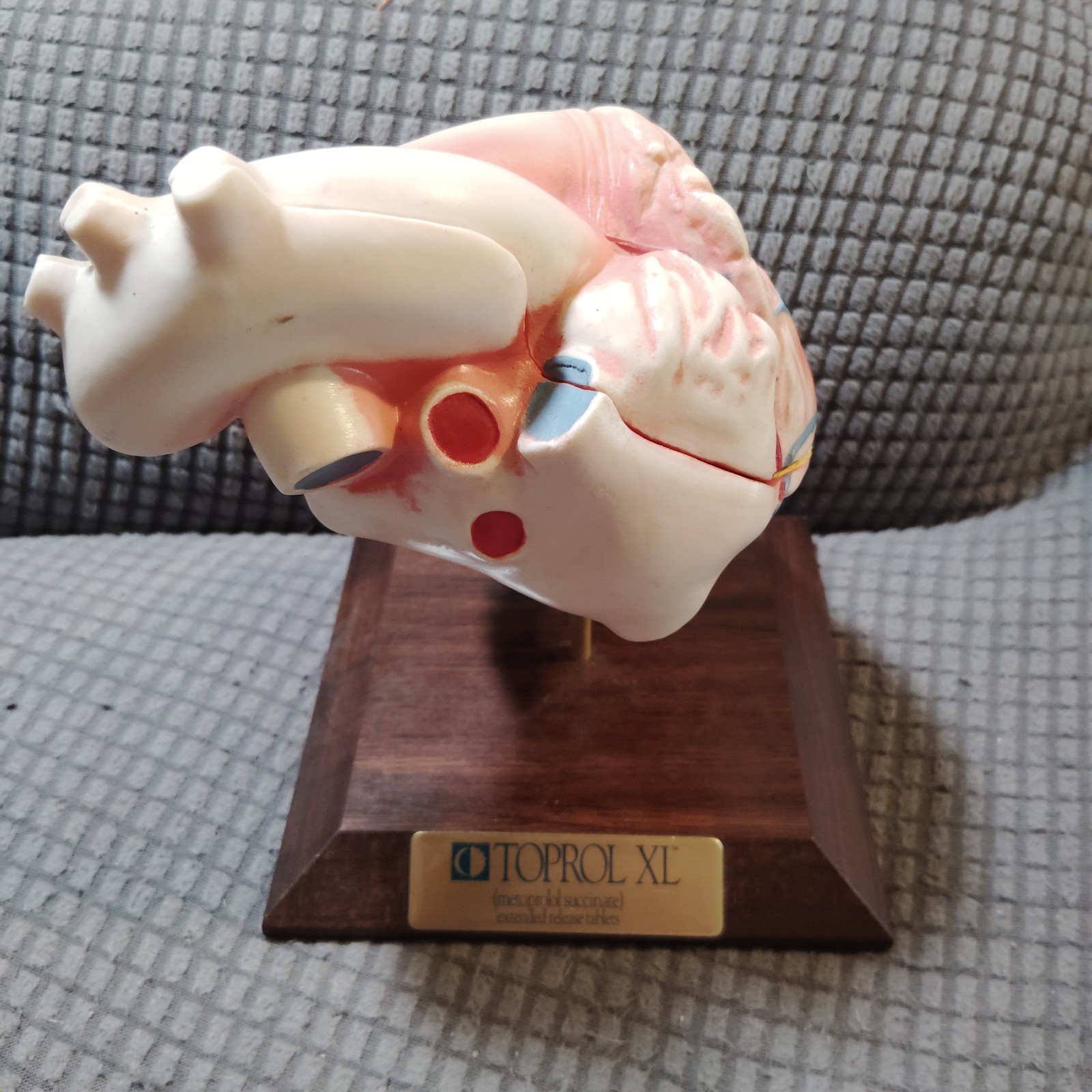 Vintage Anatomical Human Heart Model 2-Part Dissectible Medical Oddity Decor