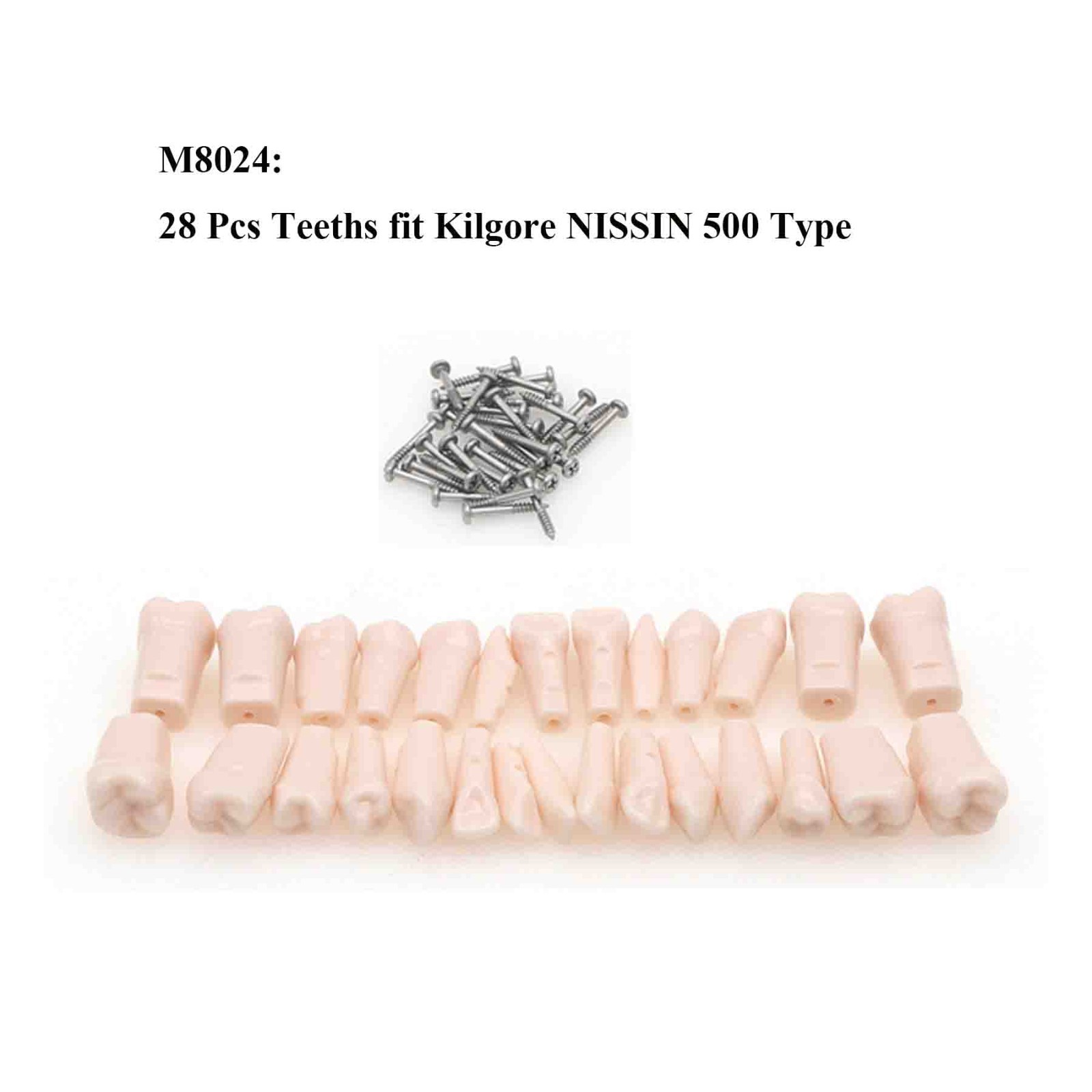 US Kilgore Nissin 200/500 Type Dental Typodont Model Removable Teeth & Screws