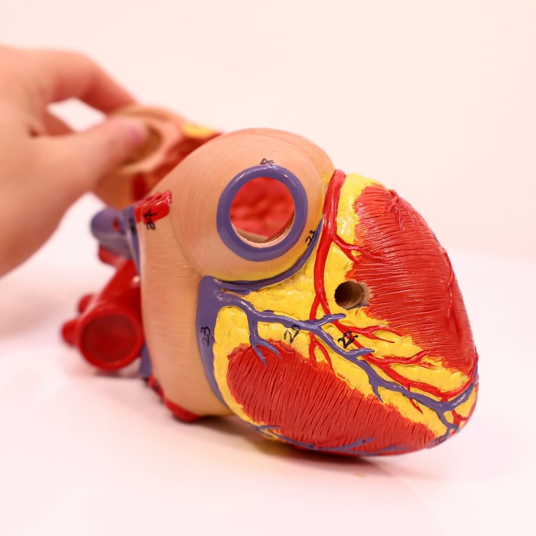 Professional Medical Heart Model with Study Guide