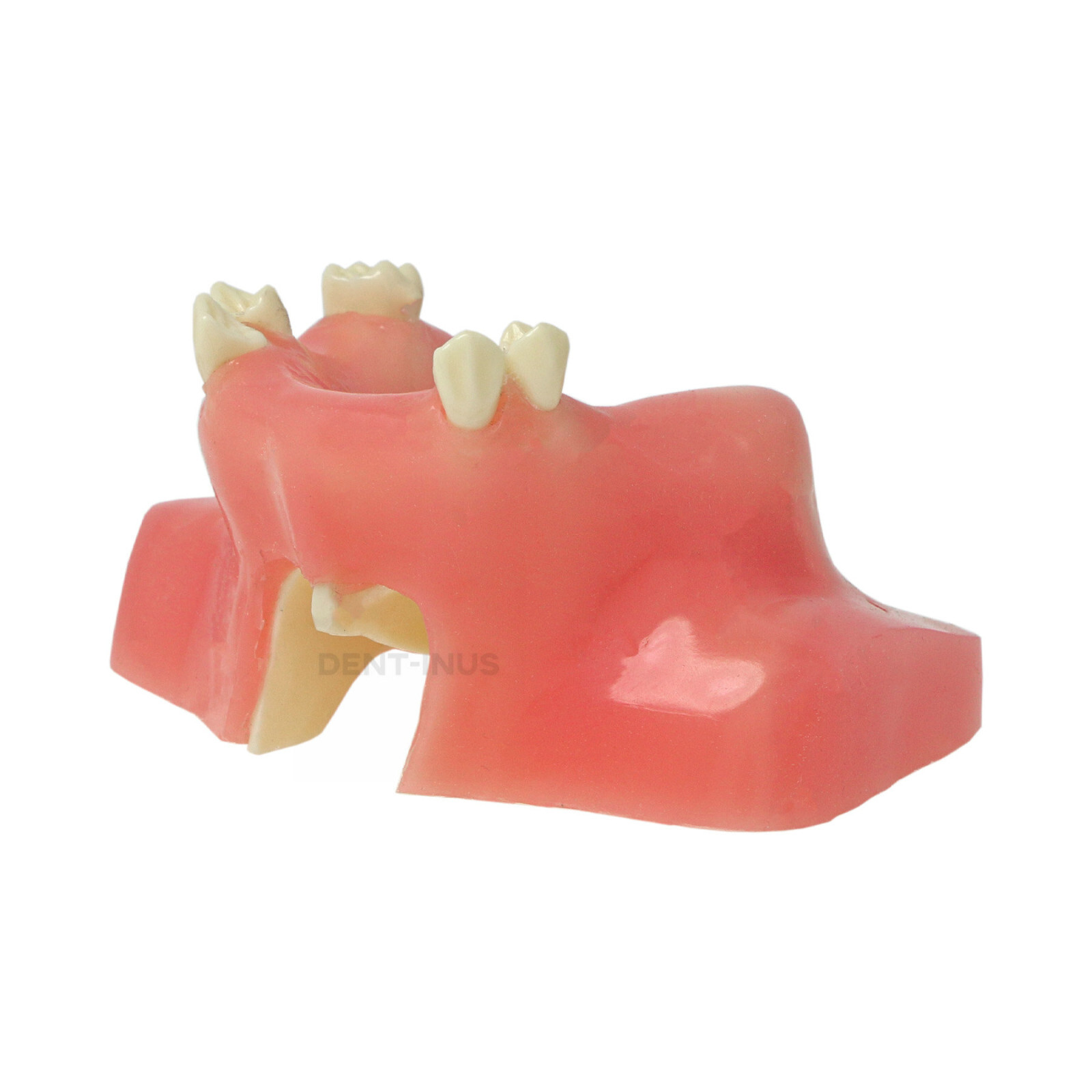 Dental Maxillary Teeth Model Sinus Lift Implant Practice Study Teach Demo Model