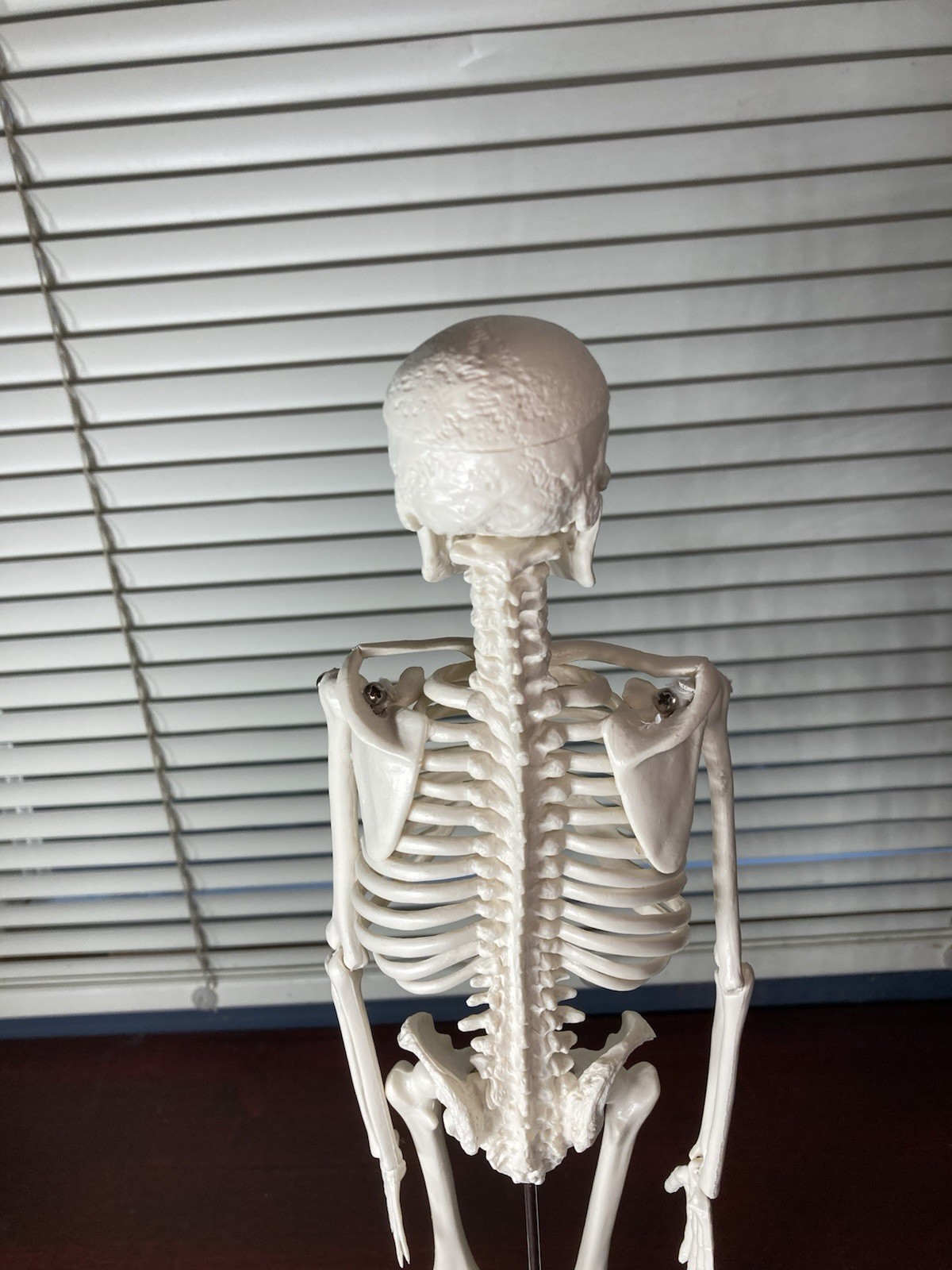 Human Anatomy Model Skeleton Medical Educational Learning Aid with Stand