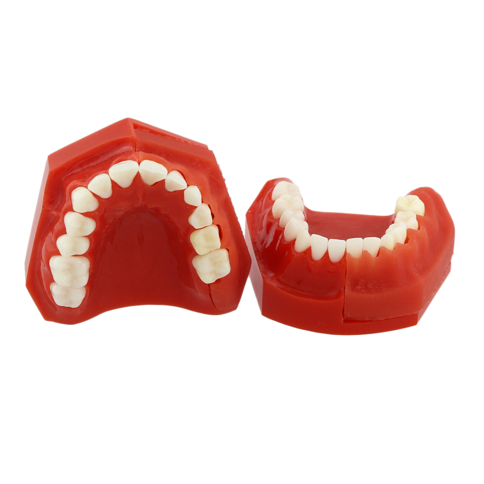 Multiple Types Dental Teeth Model Typodont Ortho Implant Practice Demo Teaching