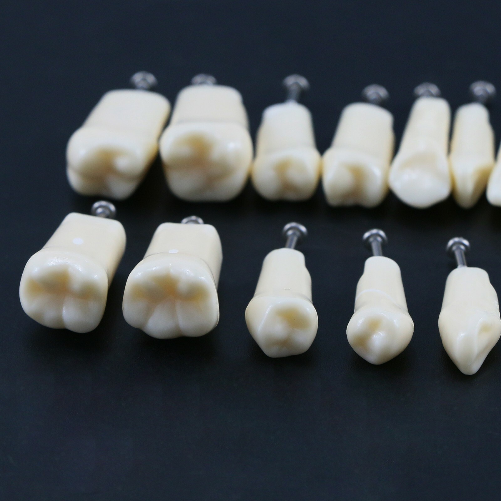 Dental Typodont Replacement Screw-in Teeth Model fit Kilgore NISSIN 200/500 Type