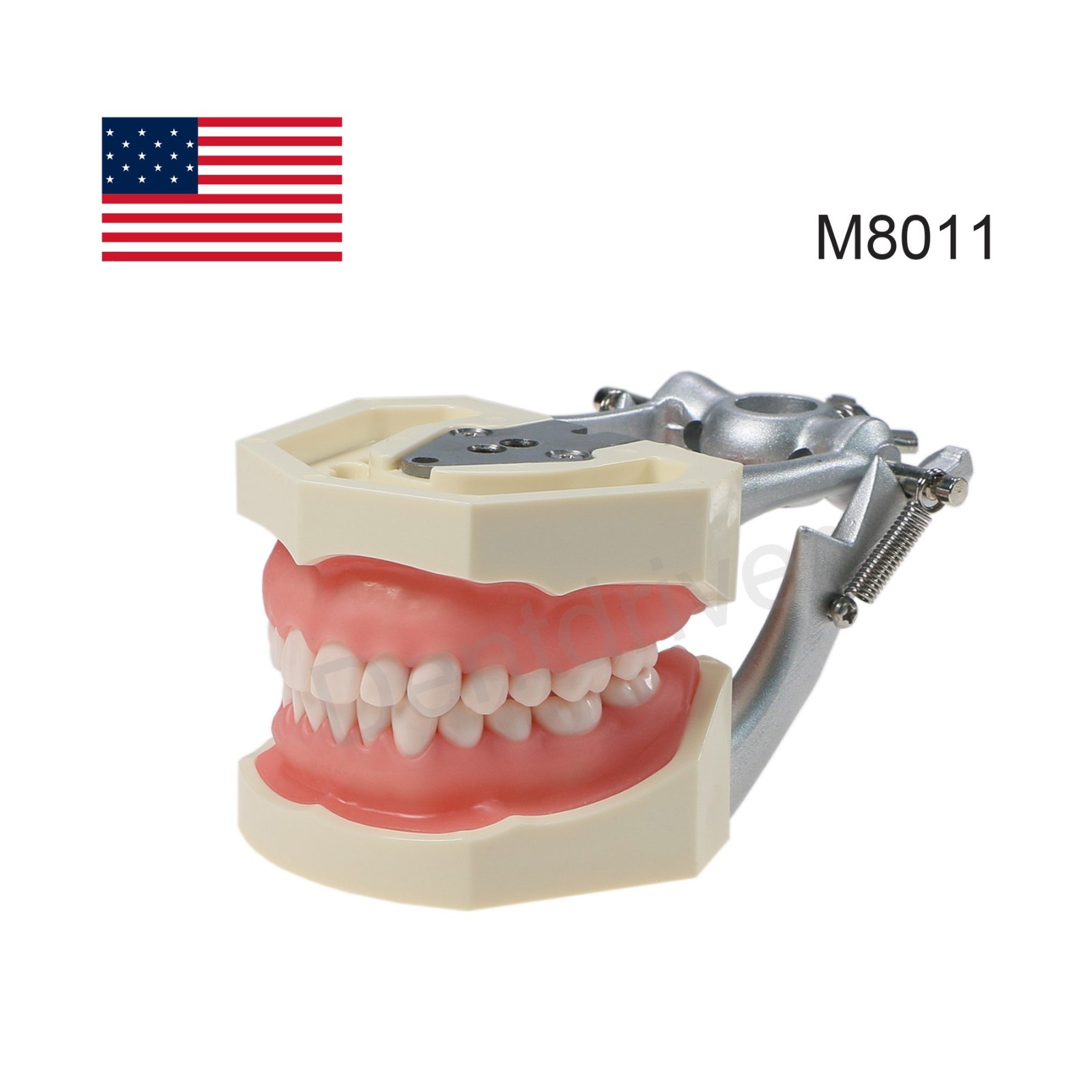 US Dental Typodont Model Mounting Pole Compatible with Columbia/Kilgore/Nissin