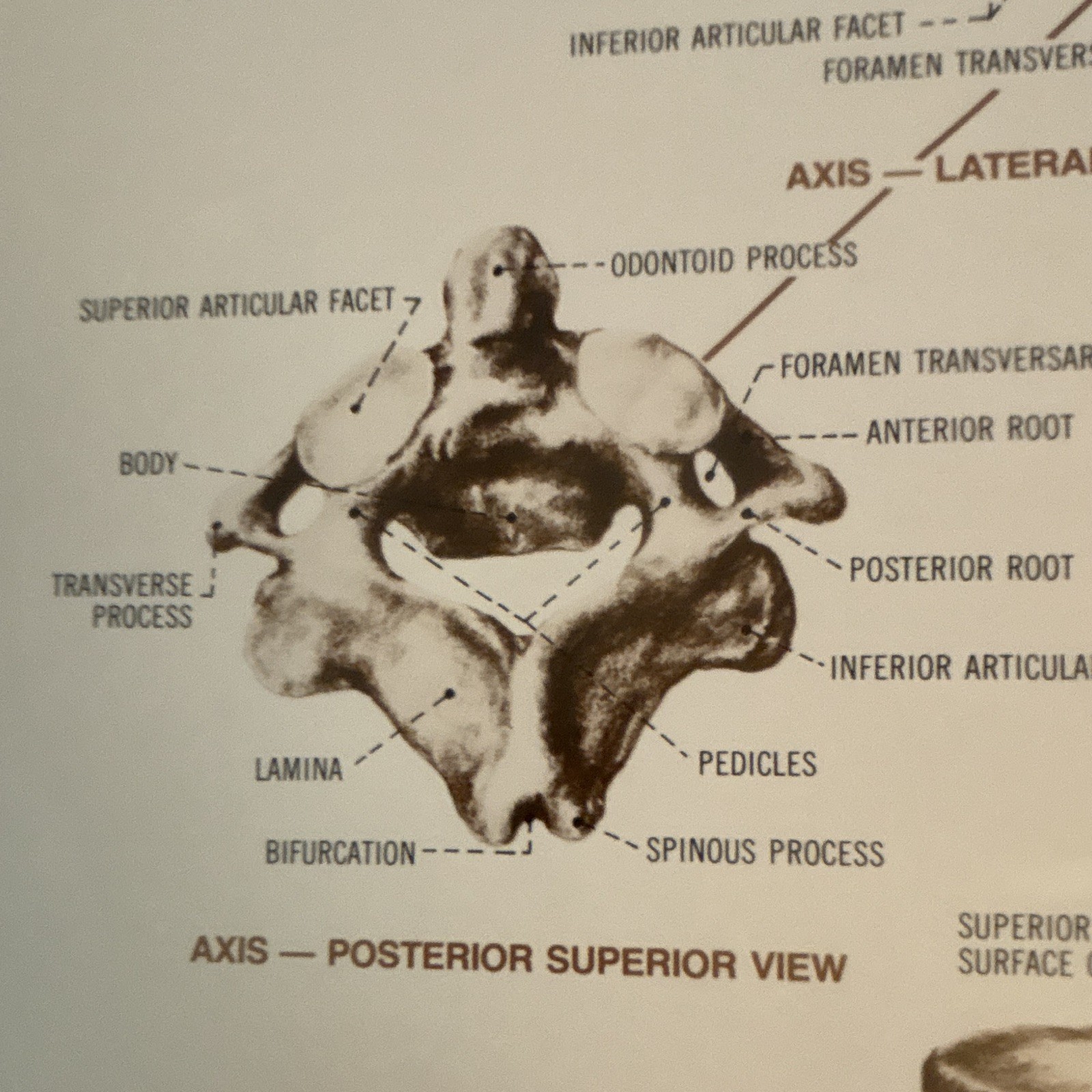 Anatomical Chart Co. The Vertebral Column Anatomical Chart Orthopedics 1980