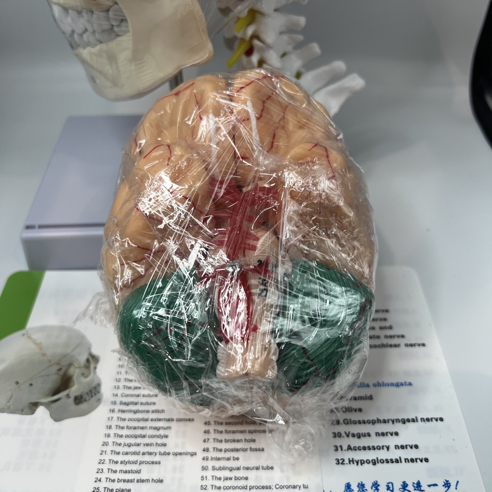 Human Skull with Brain & Cervical Vertebra Anatomical Model Life Size – 11 Piece