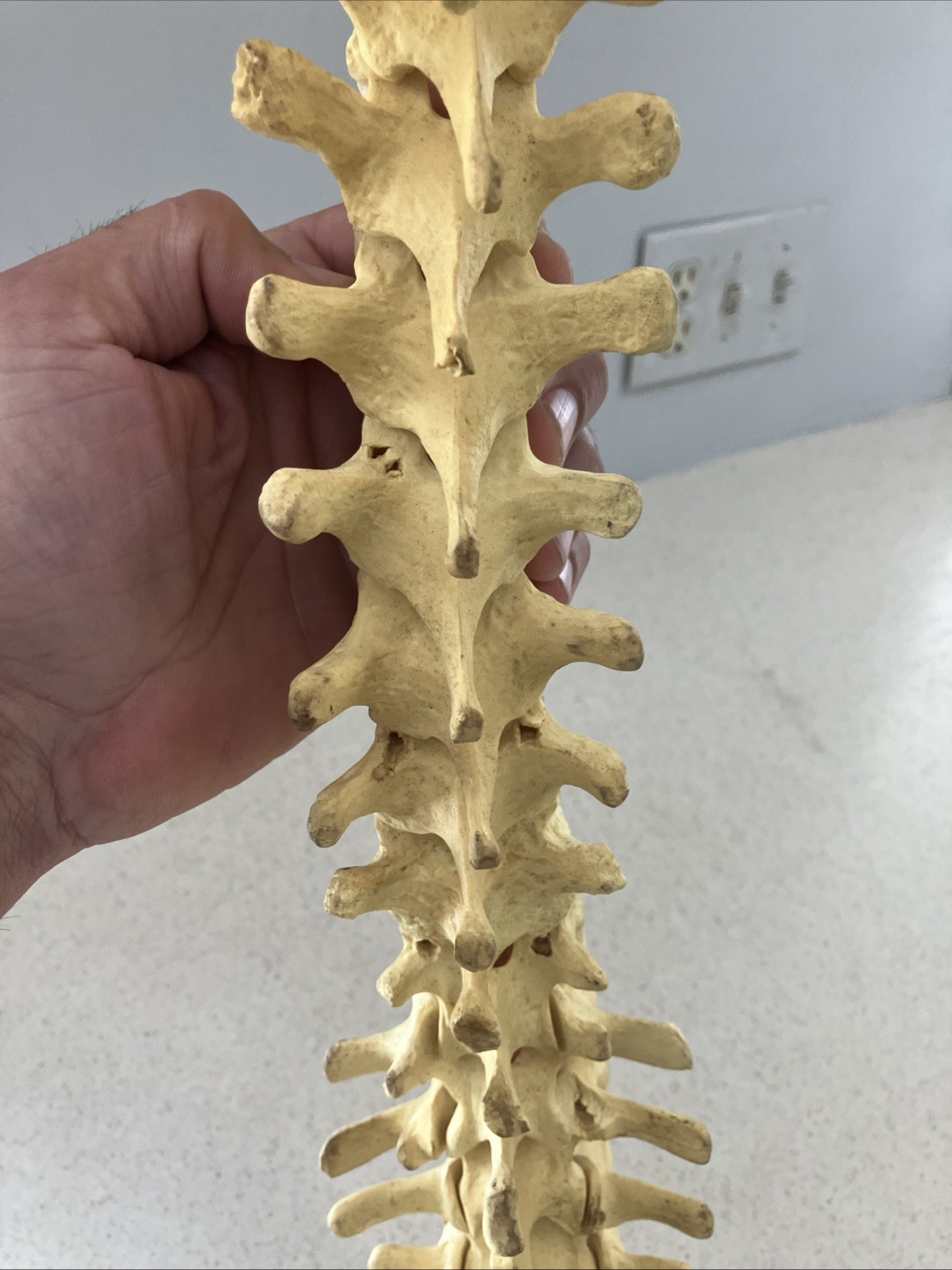 Spinal cord model with pelvic bone – Approx. 24”