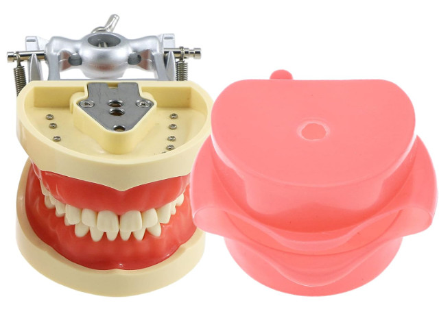 Dental Typodont Model Compatible with Kilgore Nissin 32 Removable Teeth and Simu