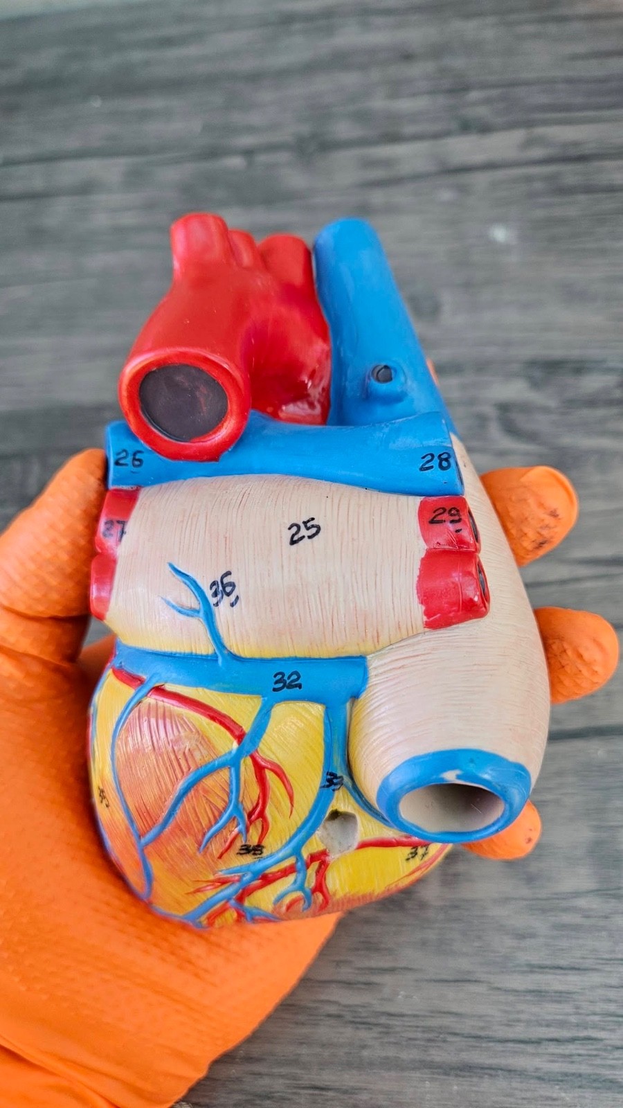 Human Heart Model, Anatomically Accurate Numbered (MISSING STAND) R52